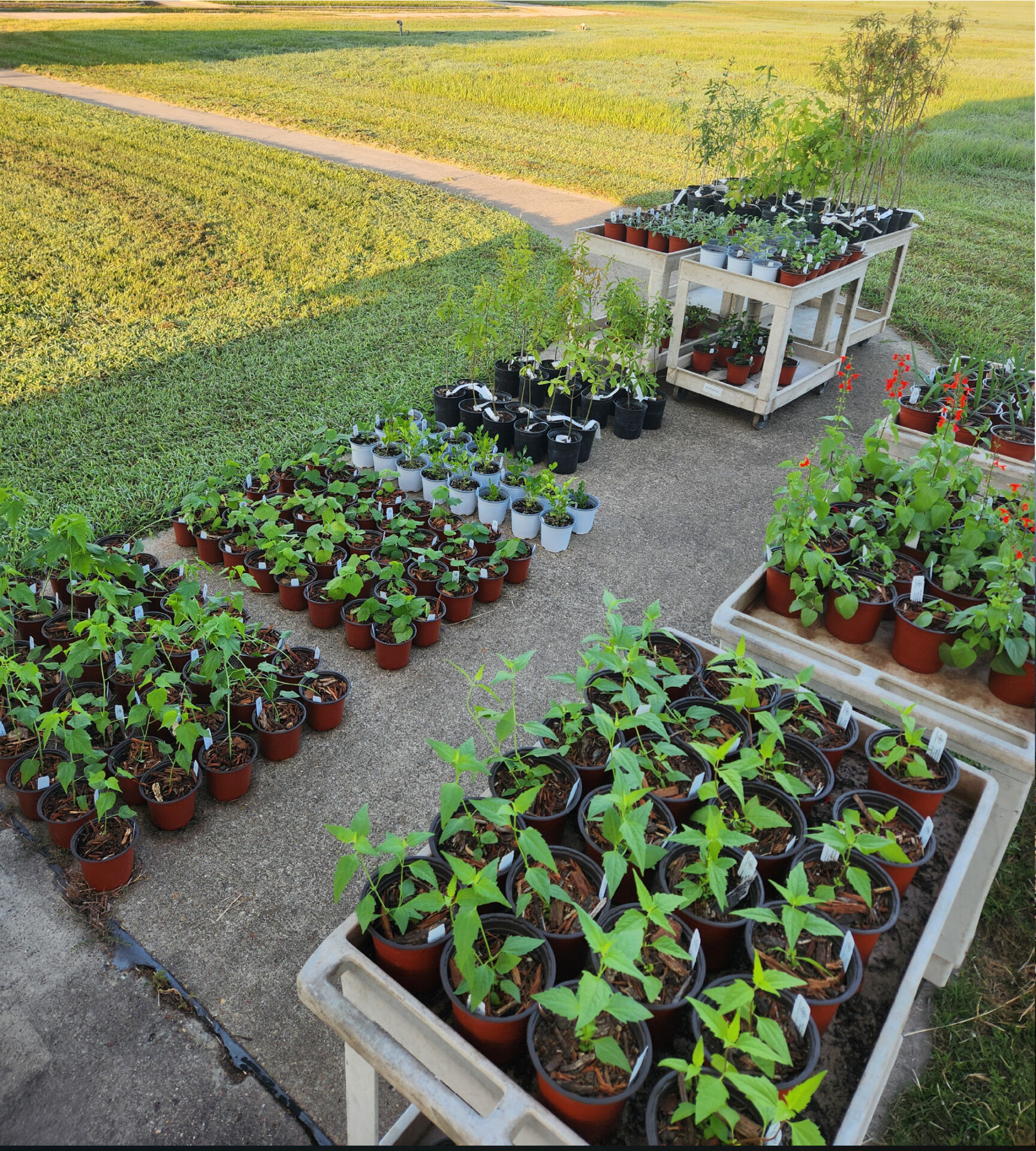 Formosa Agriculture and Ecology Research Center (AERC) Growing Native Plants